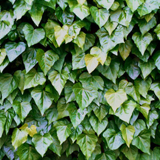 コンタフレックス・スーパーBC テッサー50mmF2.8