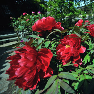 ノリタール17mmF4 ニコンFマウント用