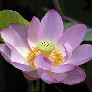 メントール・フォールディング・レフレックス　テッサー150mmF4.5作例