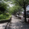 作例5　桜並木 F8 1/125