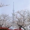 アイレス35ⅢC／ コーラル45mmF2.4